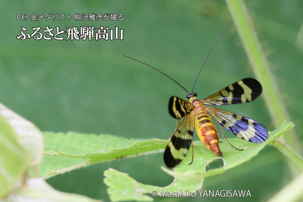 飛騨高山に棲むヤマトシリアゲ雌の写真です。