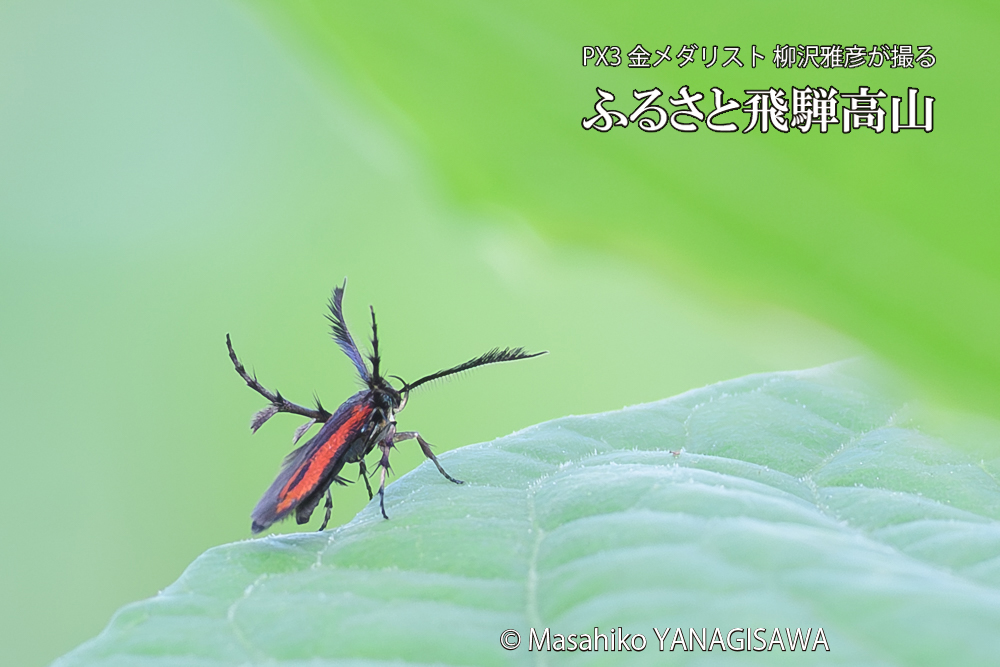 飛騨高山に棲むセグロベニトゲアシガの写真です。