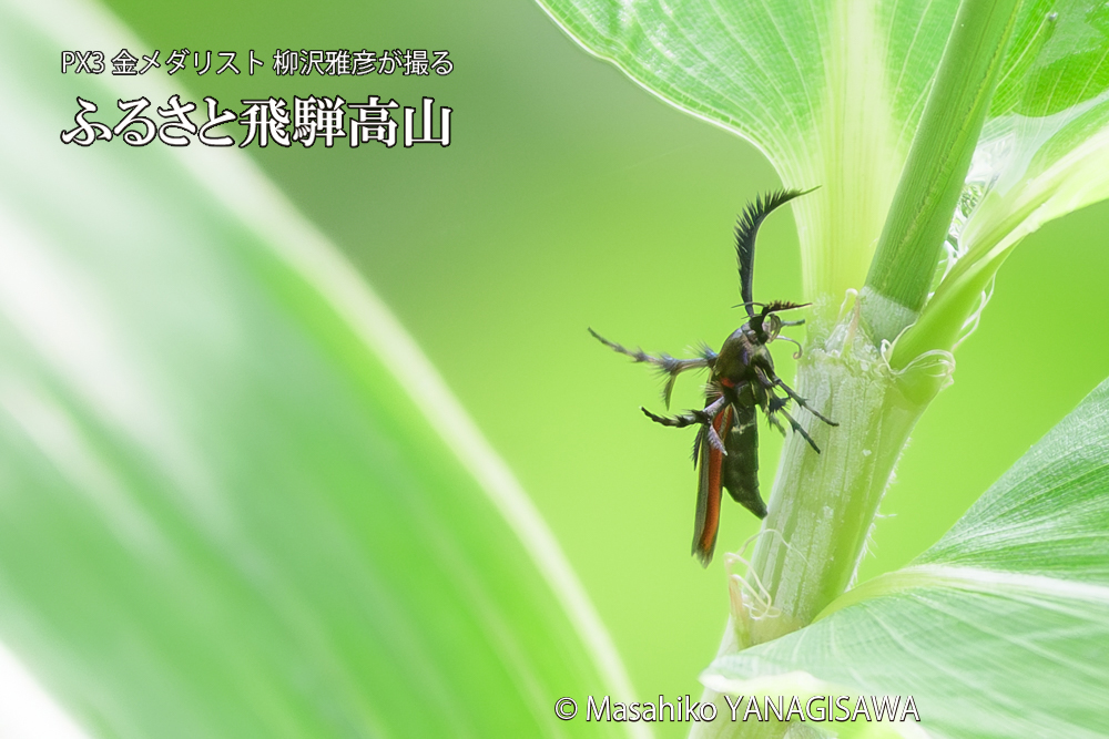 飛騨高山に棲むセグロベニトゲアシガの写真です。