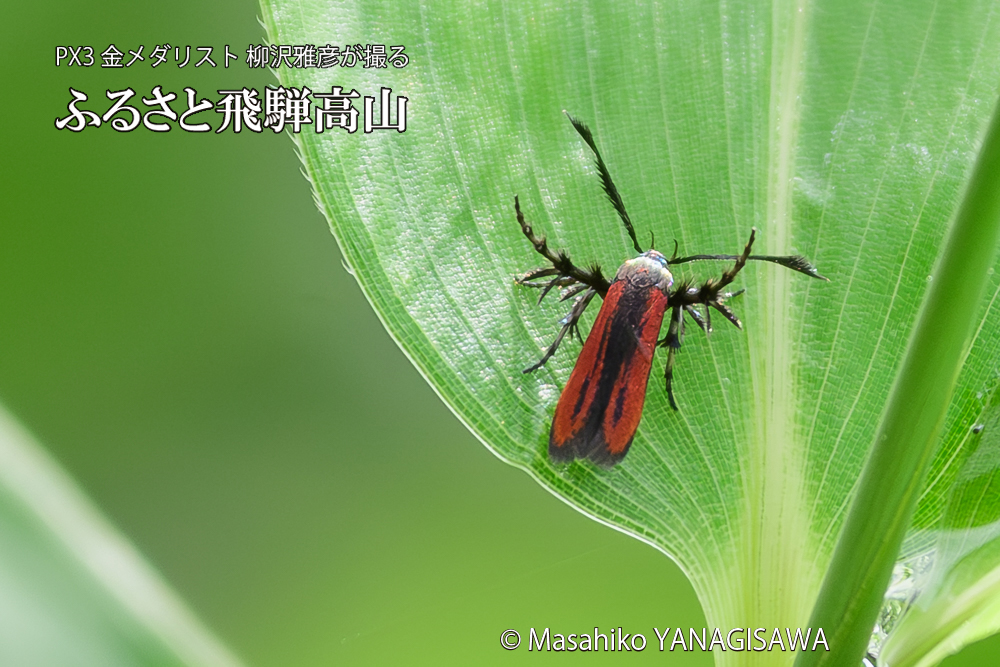 飛騨高山に棲むセグロベニトゲアシガの写真です。