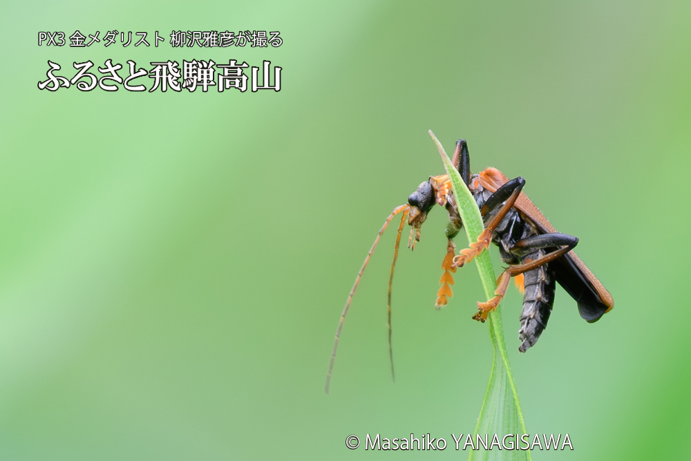 飛騨高山に棲むジョウカイボンの写真です。