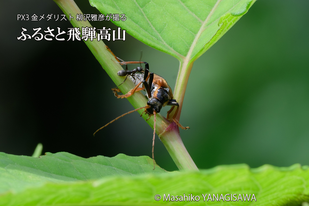 飛騨高山に棲むジョウカイボンの写真です。