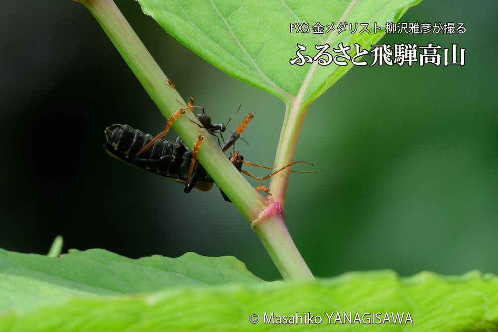 飛騨高山に棲むジョウカイボンの写真です。