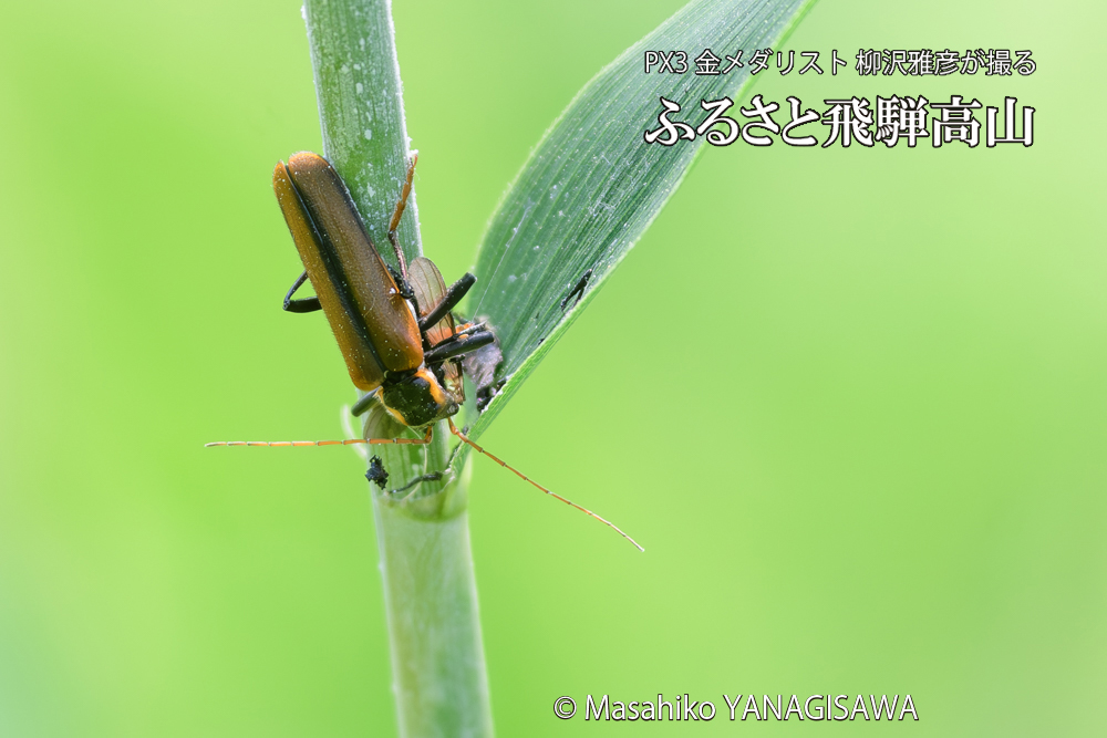 飛騨高山に棲むジョウカイボンの写真です。