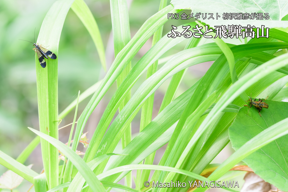 飛騨高山に棲むジョウカイボンの写真です。