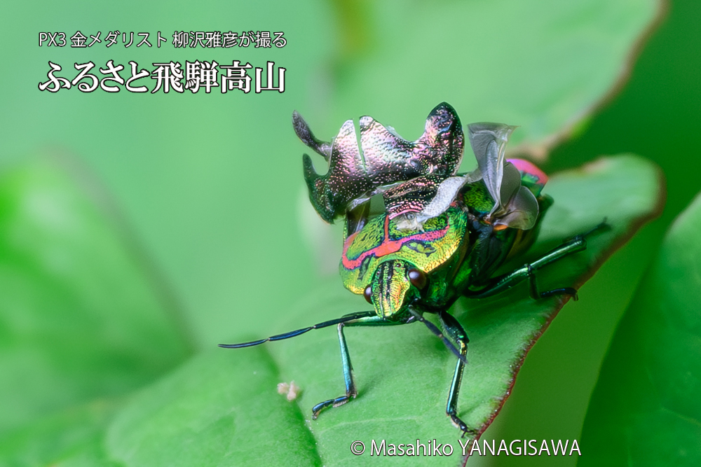 飛騨高山に棲むアカスジキンカメムシの写真です。