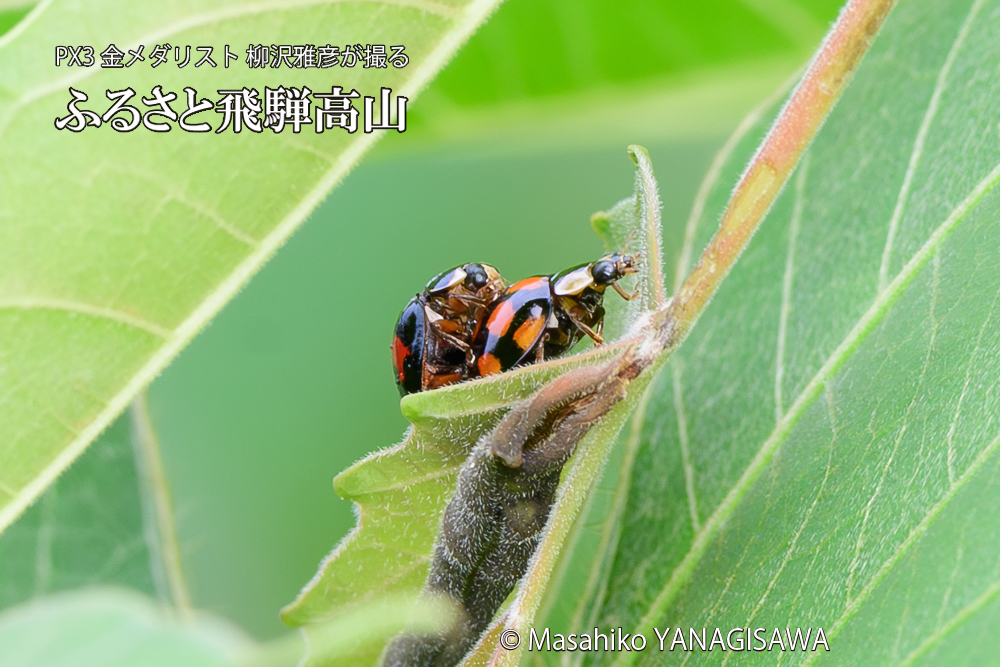 飛騨高山に棲むテントウムシの写真です。