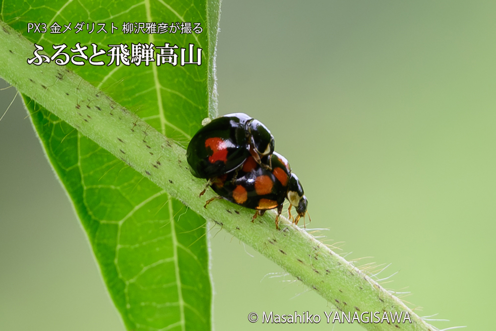 飛騨高山に棲むテントウムシの写真です。