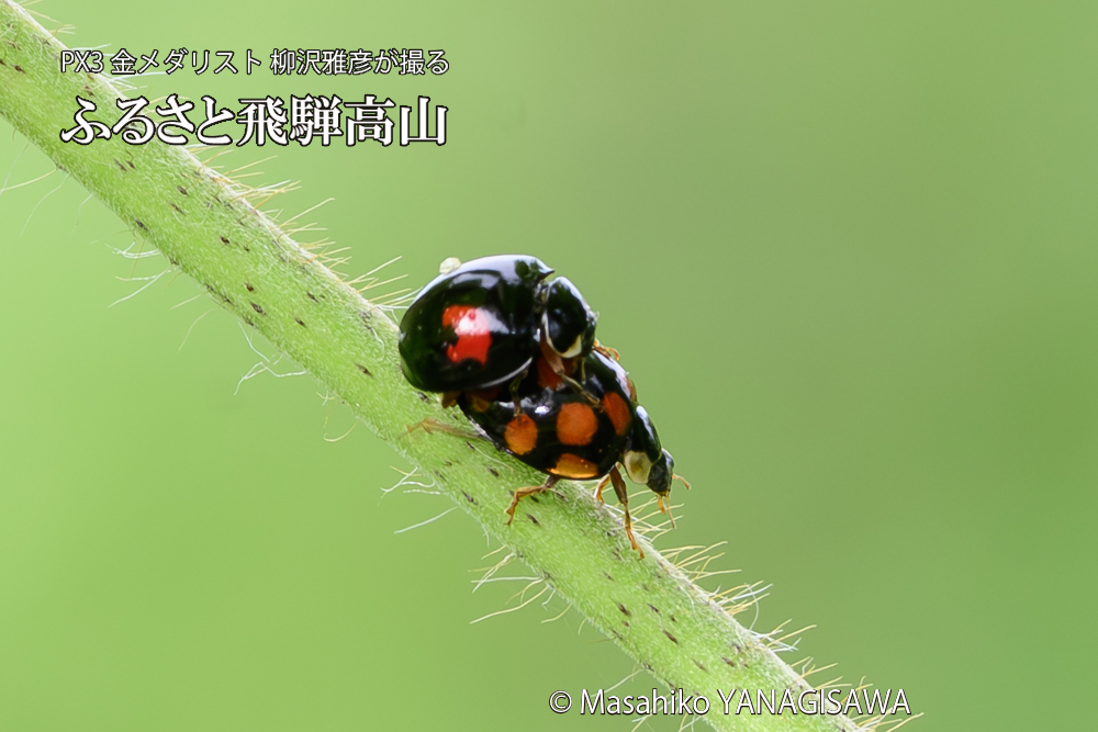 飛騨高山に棲むテントウムシの写真です。