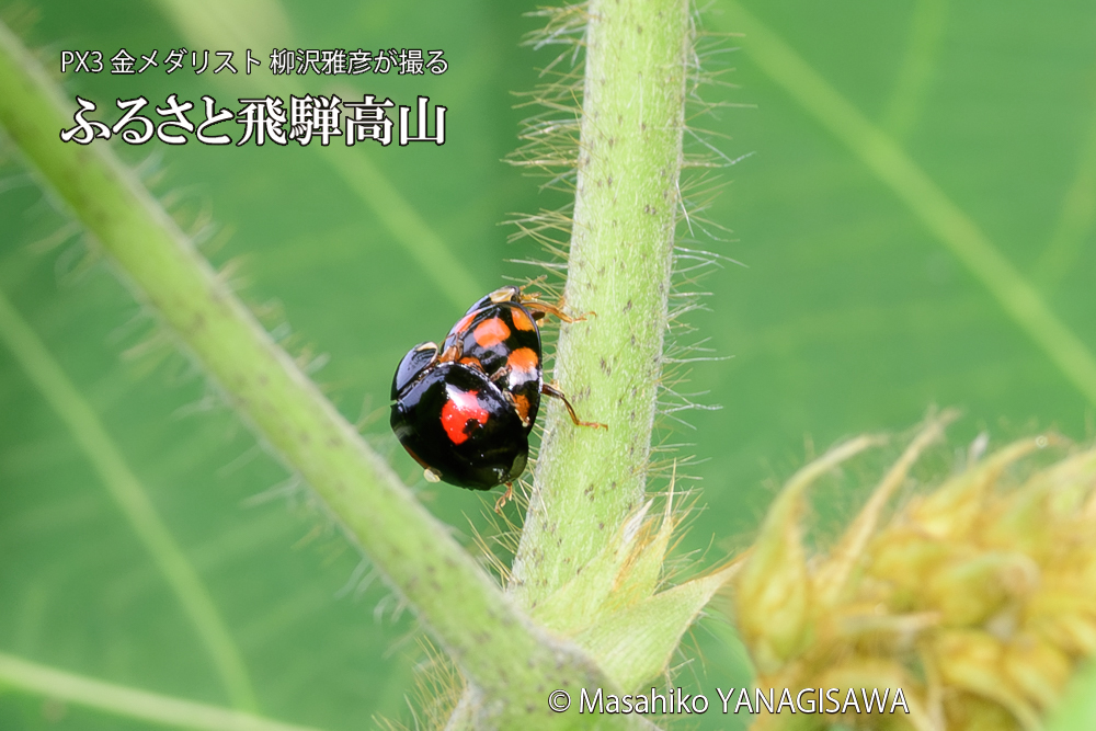 飛騨高山に棲むテントウムシの写真です。