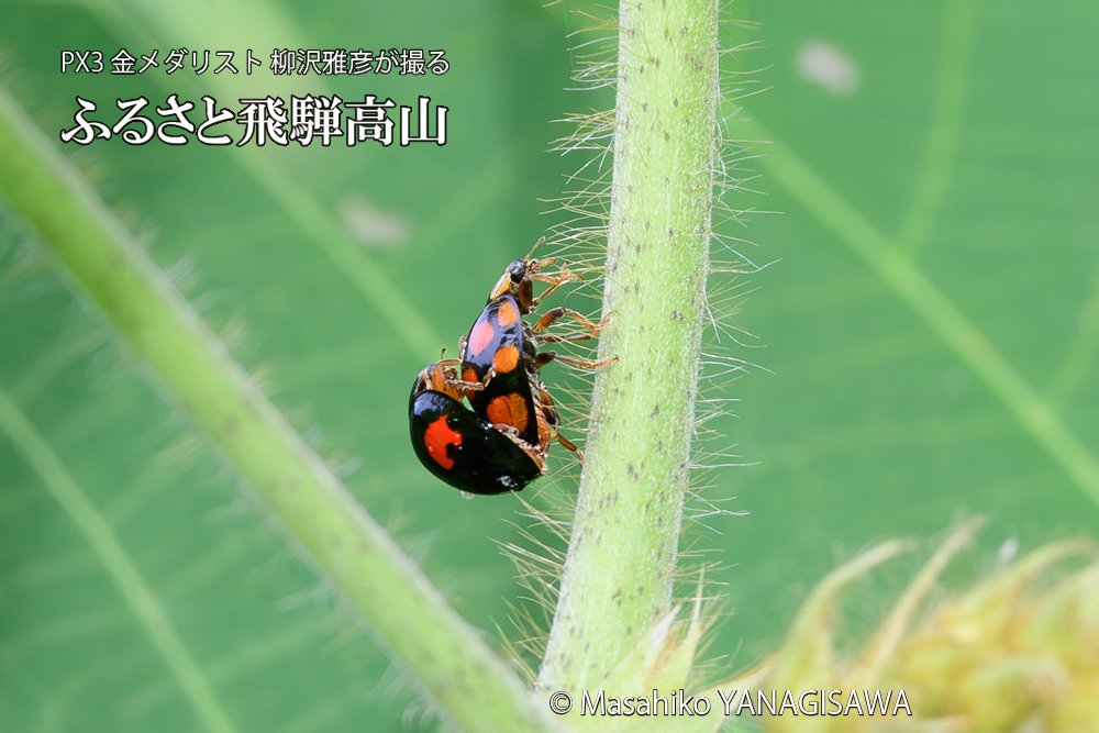 飛騨高山に棲むテントウムシの写真です。