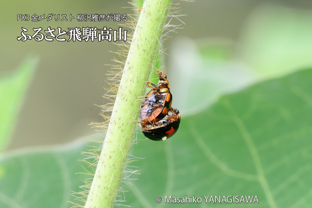 飛騨高山に棲むテントウムシの写真です。