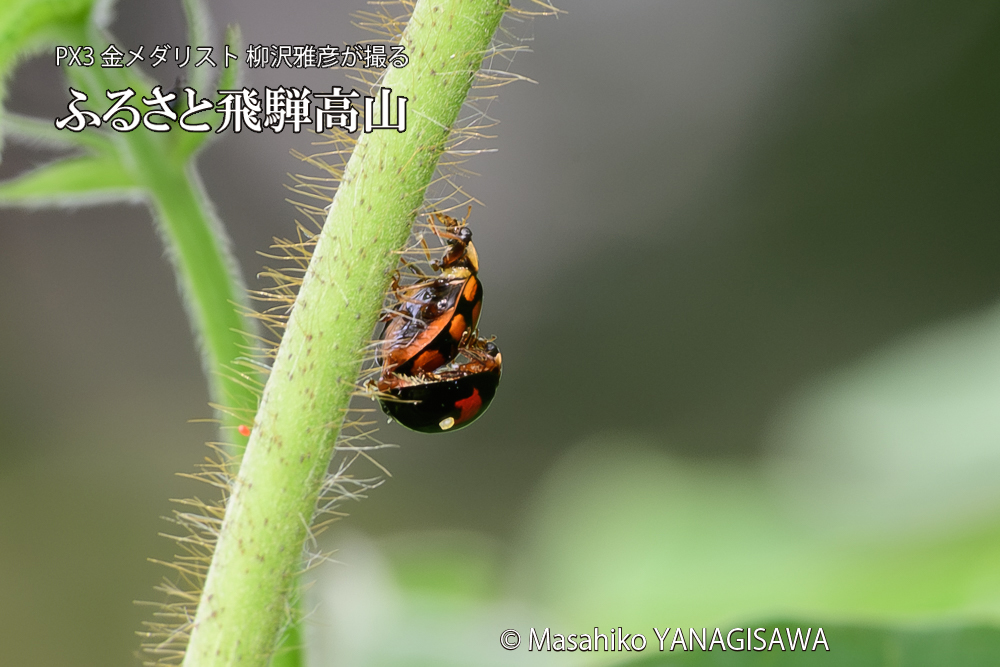 飛騨高山に棲むテントウムシの写真です。