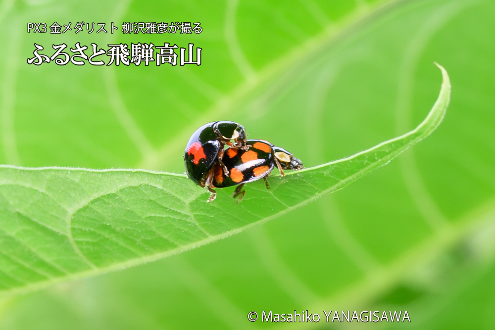 飛騨高山に棲むテントウムシの写真です。