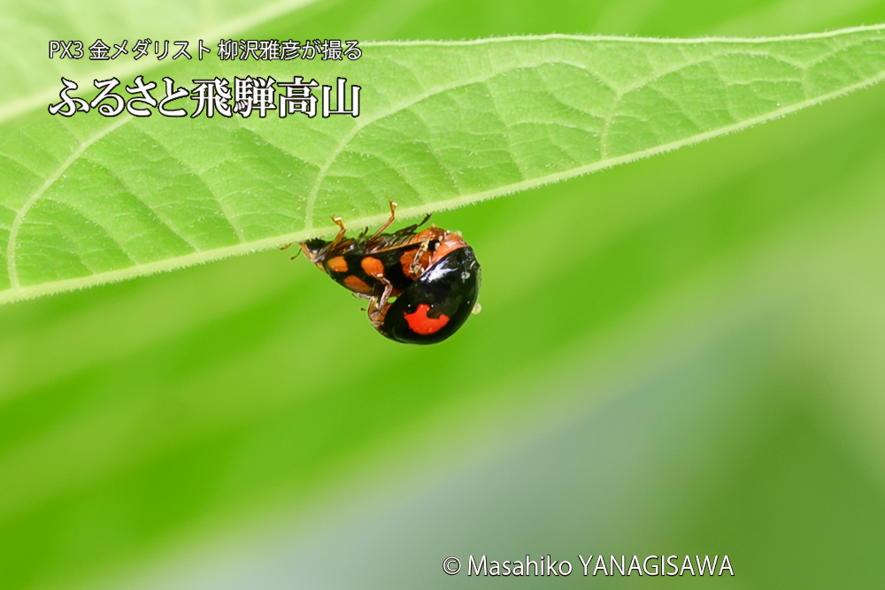 飛騨高山に棲むテントウムシの写真です。