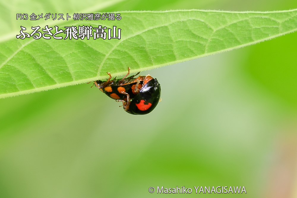 飛騨高山に棲むテントウムシの写真です。