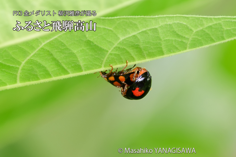 飛騨高山に棲むテントウムシの写真です。
