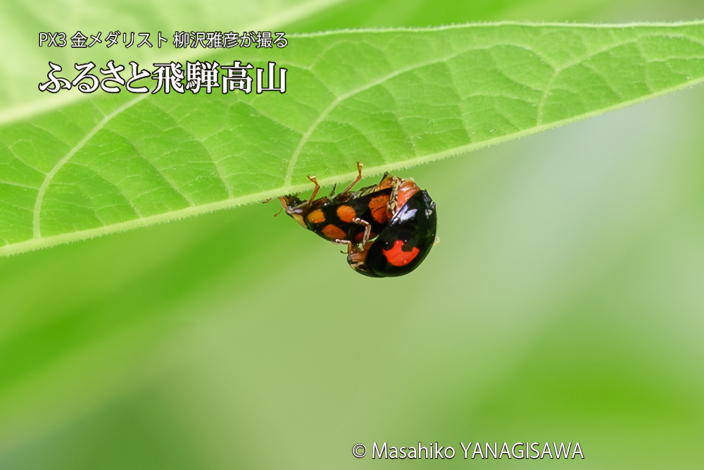 飛騨高山に棲むテントウムシの写真です。