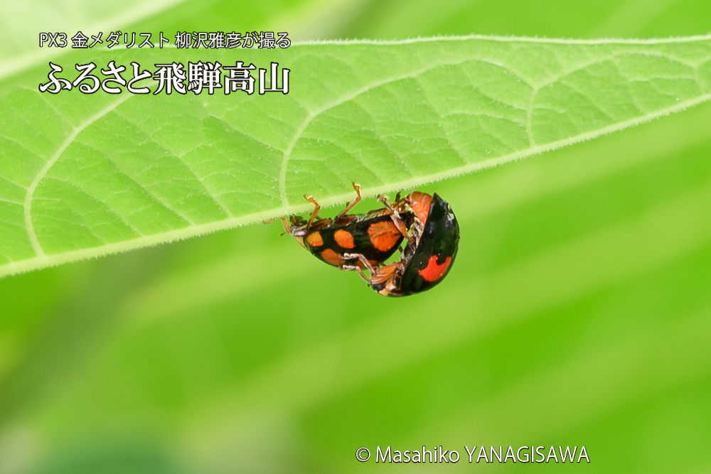 飛騨高山に棲むテントウムシの写真です。