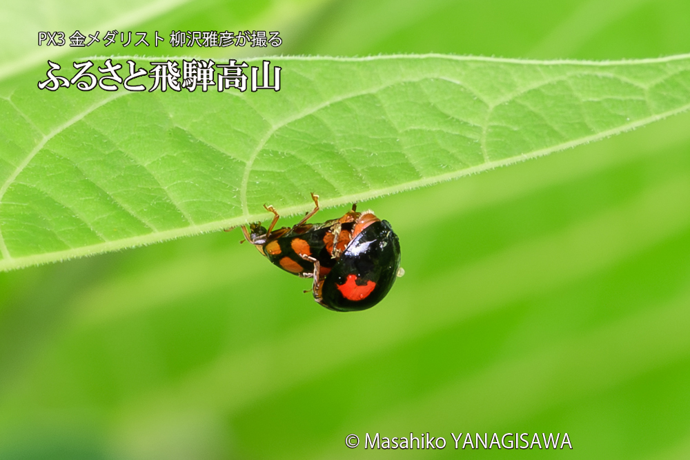 飛騨高山に棲むテントウムシの写真です。