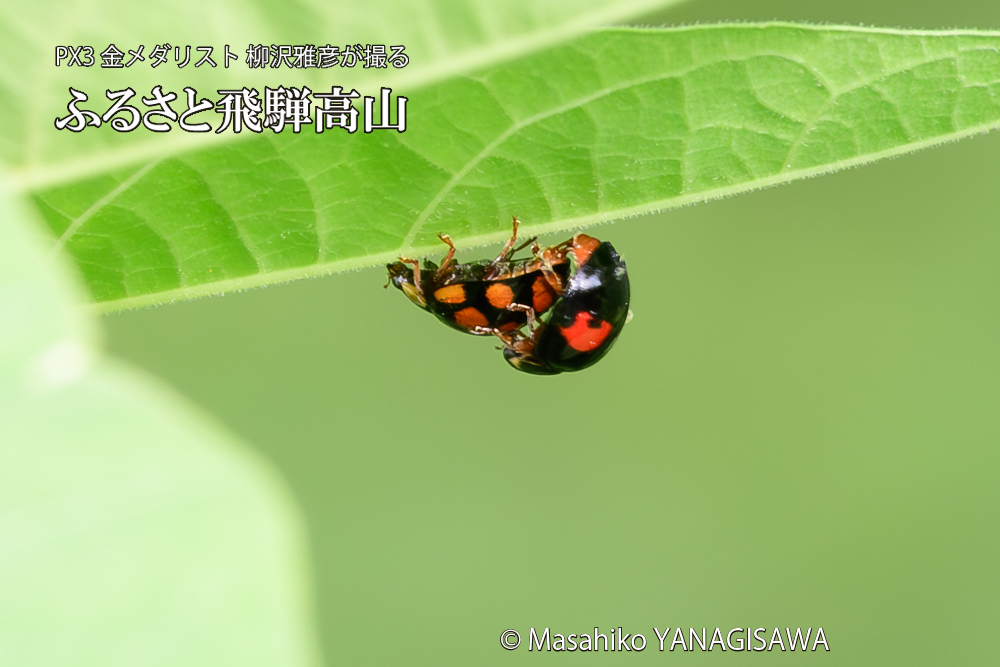 飛騨高山に棲むテントウムシの写真です。