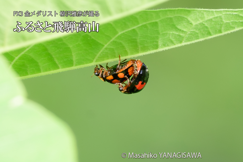 飛騨高山に棲むテントウムシの写真です。