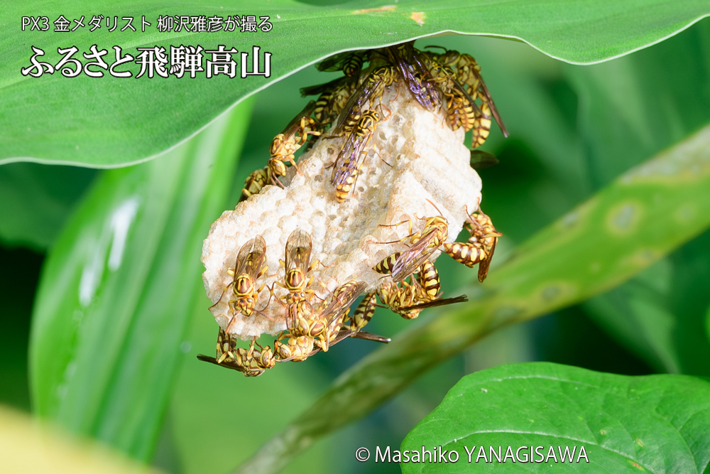 飛騨高山に棲むアシナガバチと、その巣の写真です。