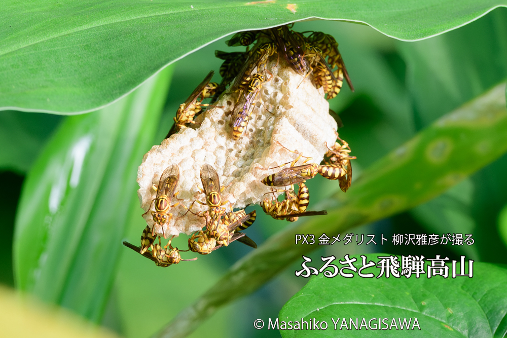 飛騨高山に棲むアシナガバチと、その巣の写真です。