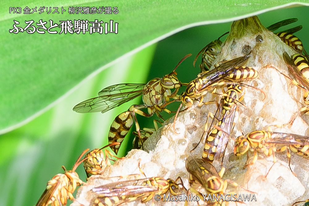 飛騨高山に棲むアシナガバチと、その巣の写真です。