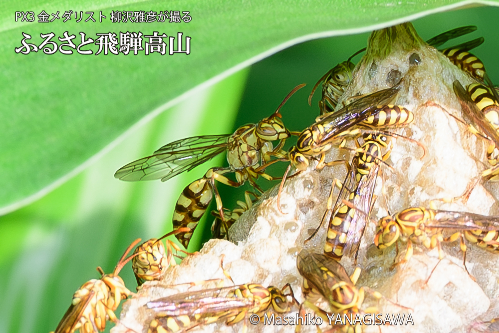 飛騨高山に棲むアシナガバチと、その巣の写真です。