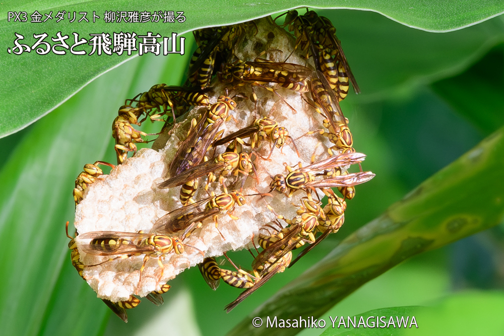 飛騨高山に棲むアシナガバチと、その巣の写真です。