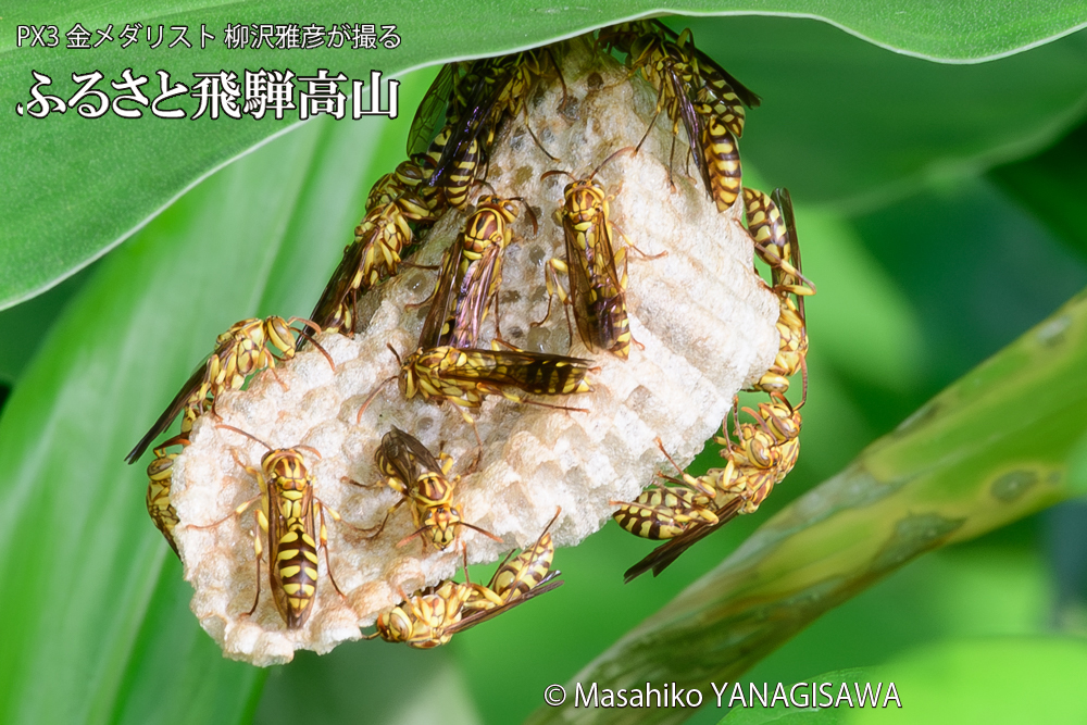 飛騨高山に棲むアシナガバチと、その巣の写真です。