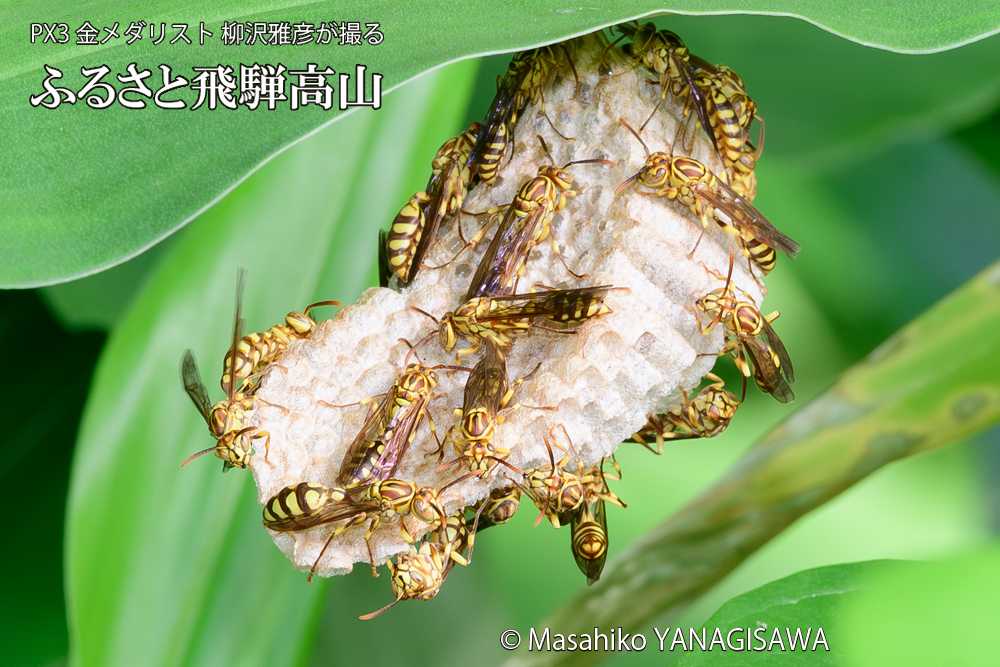 飛騨高山に棲むアシナガバチと、その巣の写真です。