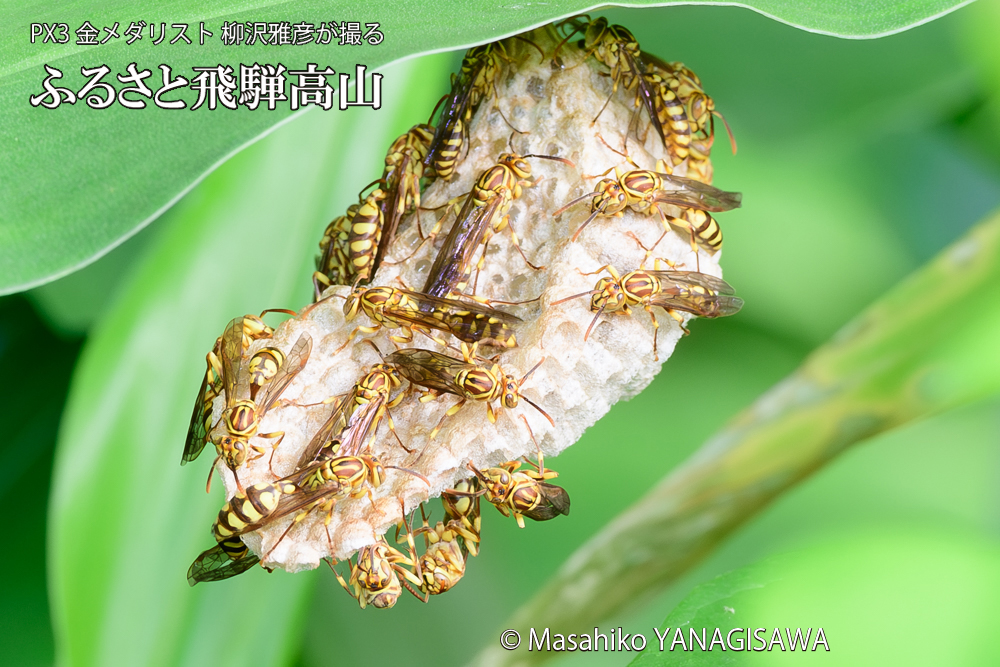 飛騨高山に棲むアシナガバチと、その巣の写真です。