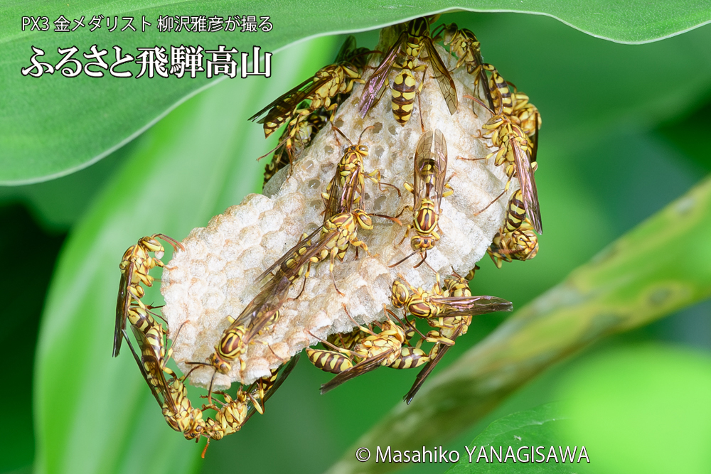 飛騨高山に棲むアシナガバチと、その巣の写真です。