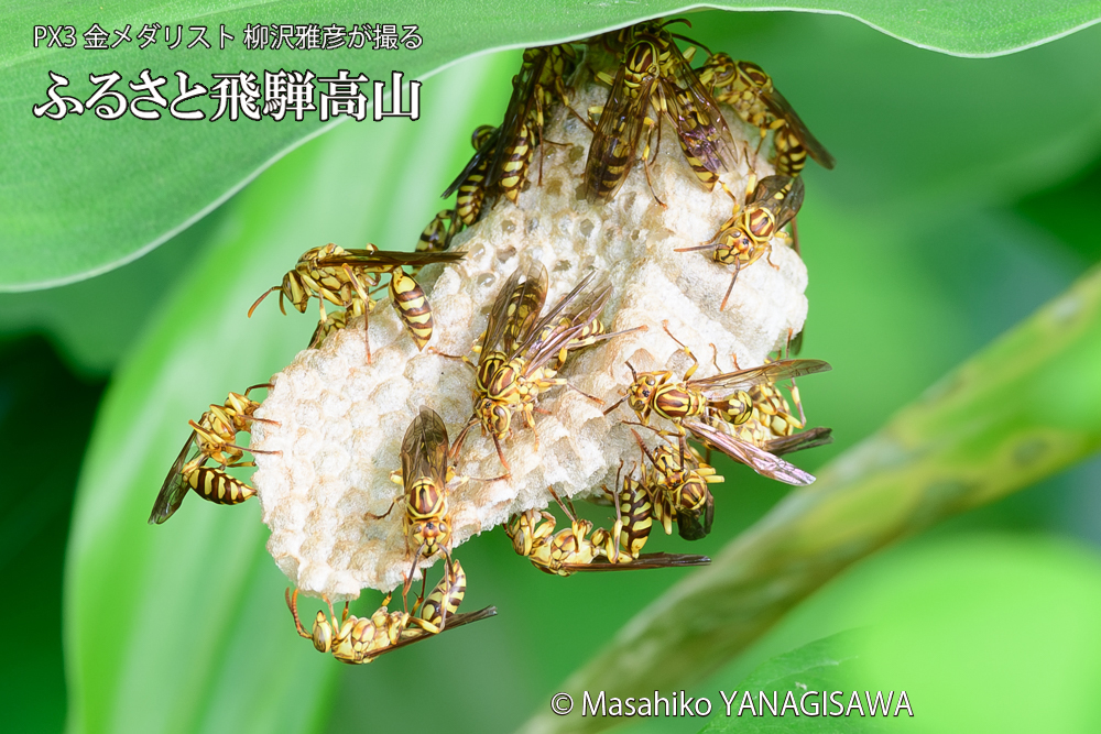 飛騨高山に棲むアシナガバチと、その巣の写真です。