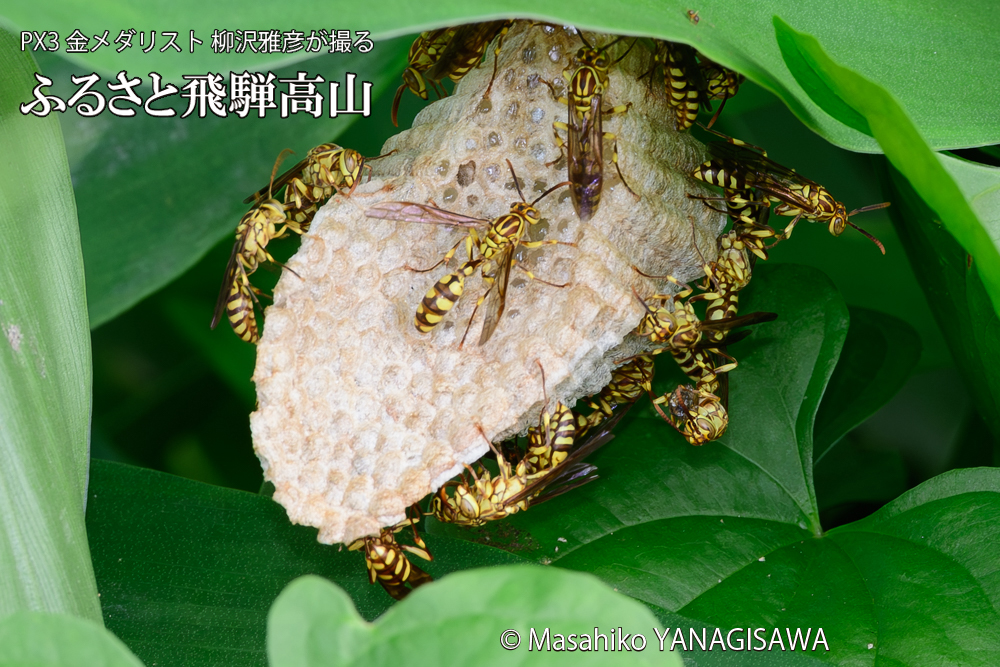 飛騨高山に棲むアシナガバチと、その巣の写真です。