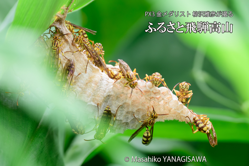飛騨高山に棲むアシナガバチと、その巣の写真です。