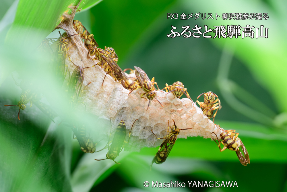 飛騨高山に棲むアシナガバチと、その巣の写真です。