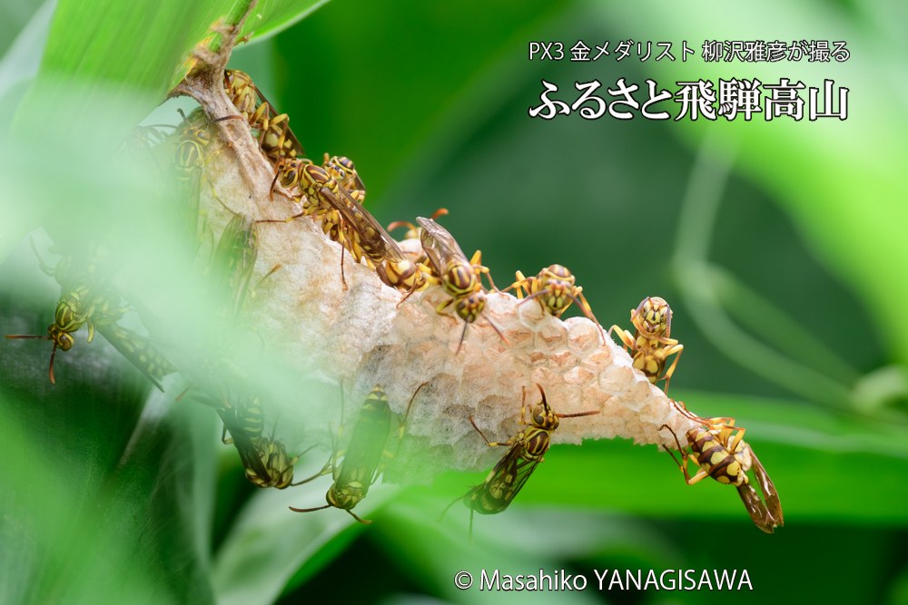 飛騨高山に棲むアシナガバチと、その巣の写真です。