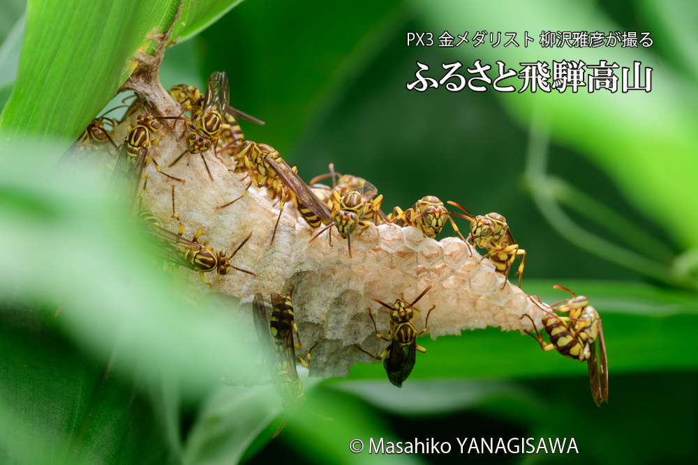 飛騨高山に棲むアシナガバチと、その巣の写真です。