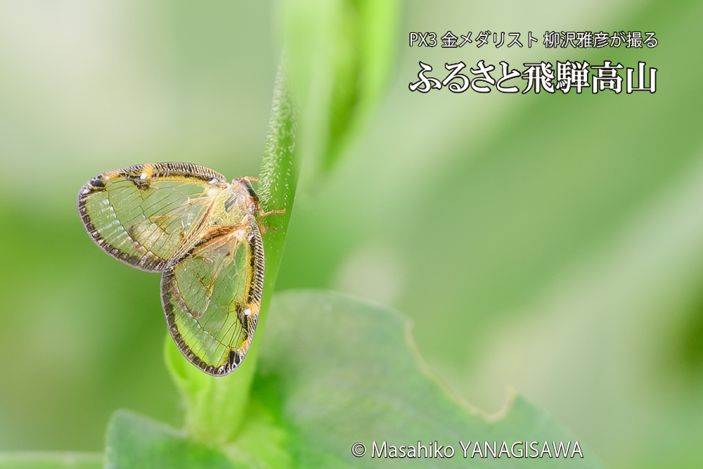 飛騨高山に棲むスケバハゴロモの写真です。