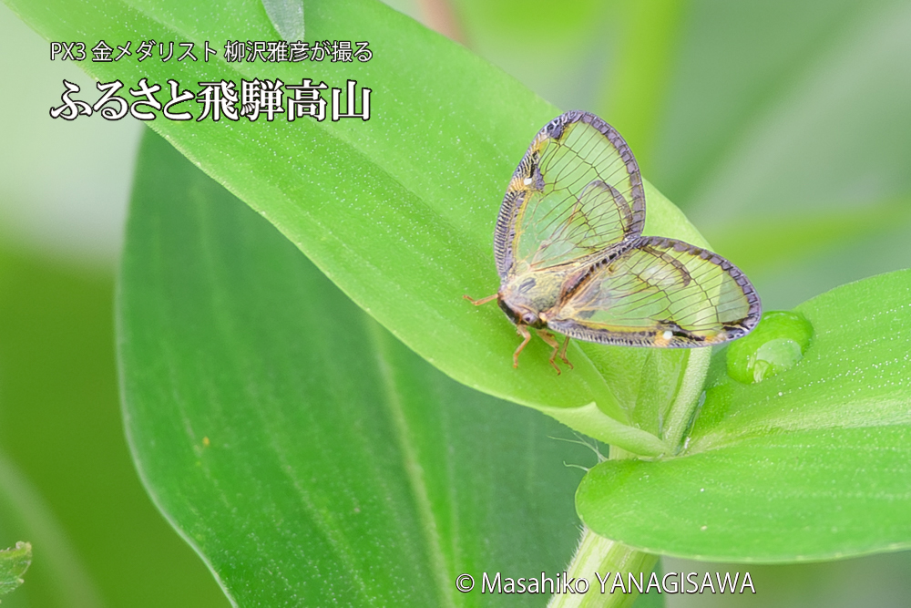 飛騨高山に棲むスケバハゴロモの写真です。