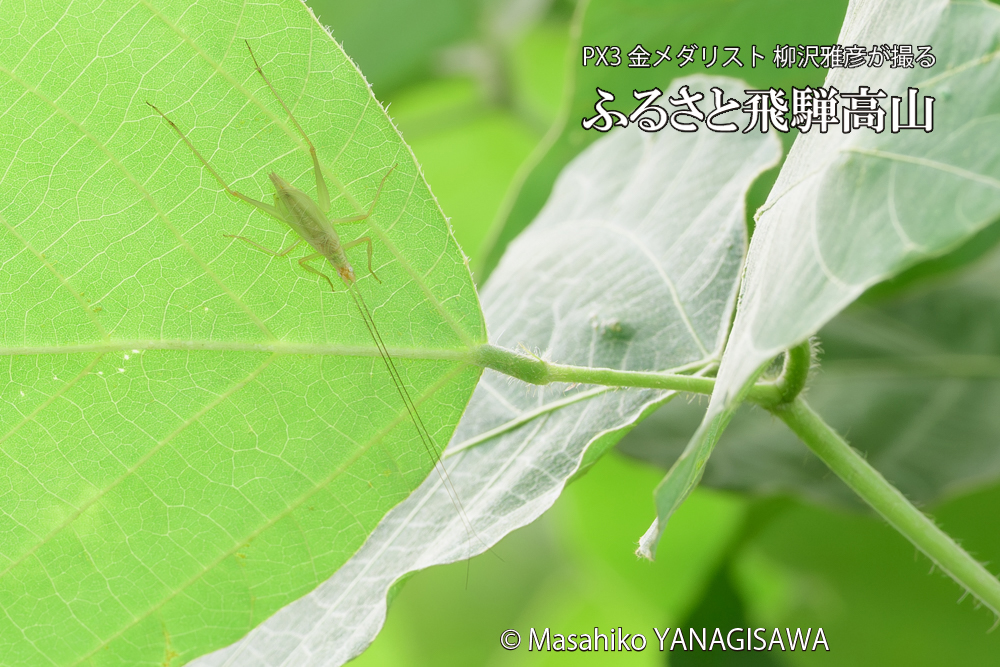 飛騨高山に棲むカンタンの写真です。