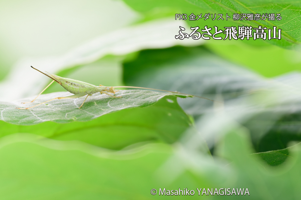 飛騨高山に棲むカンタンの写真です。