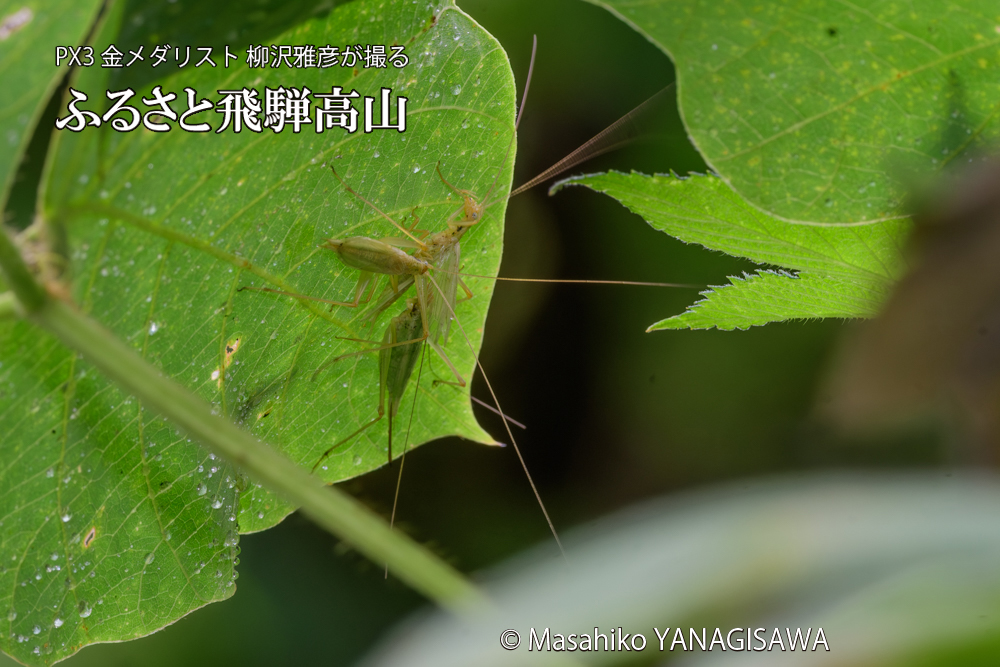 飛騨高山に棲むカンタンの三つ巴の様子の写真です。