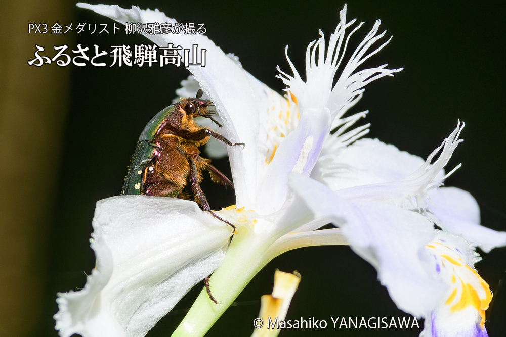 飛騨高山に棲むハナムグリの写真です。