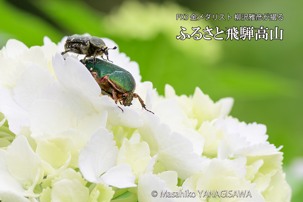 飛騨高山に棲むハナムグリの写真です。