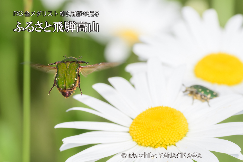 飛騨高山に棲むハナムグリの写真です。