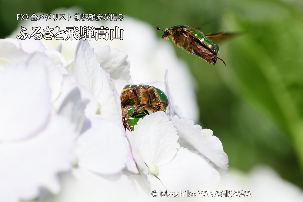 飛騨高山に棲むハナムグリの写真です。